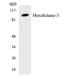 Hexokinase 3 Cell Based ELISA Kit (A103619-96)