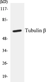 beta Tubulin Cell Based ELISA Kit (A102848-96)