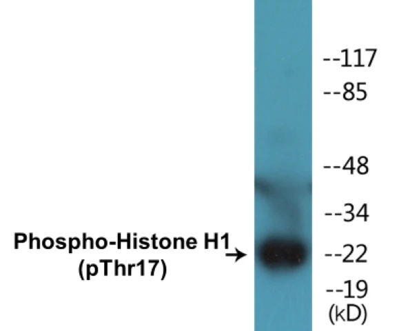 Histone H1 (phospho Thr17) Cell Based ELISA Kit (A103768-296)