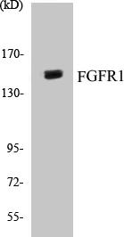 FGFR1 Cell Based ELISA Kit (A103041-96)