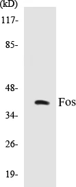 Fos Cell Based ELISA Kit (A103314-96)