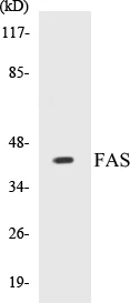 FAS Cell Based ELISA Kit (A103744-96)