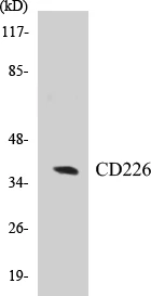 CD226 Cell Based ELISA Kit (A103433-96)