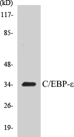 CEBP epilson Cell Based ELISA Kit (A103616-96)