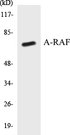 A-RAF Cell Based ELISA Kit (A103078-96)