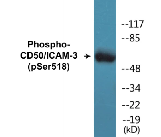 CD50 (phospho Ser518) Cell Based ELISA Kit (A102735-296)