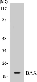 BAX Cell Based ELISA Kit (A103311-96)