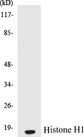 Histone H1 Cell Based ELISA Kit (A103376-96)