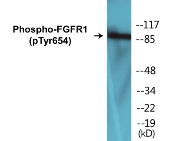 FGFR1 (phospho Tyr654) Cell Based ELISA Kit (A102131-296)