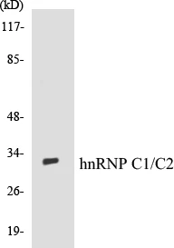 hnRNPC1 + C2 Cell Based ELISA Kit (A102855-96)