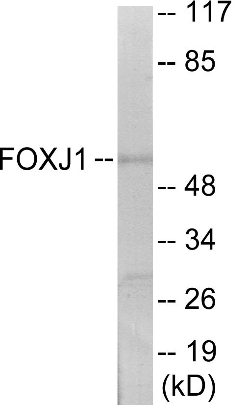 FOXJ1 Cell Based ELISA Kit (A103173-96)