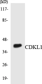 CDKL1 Cell Based ELISA Kit (A103586-96)