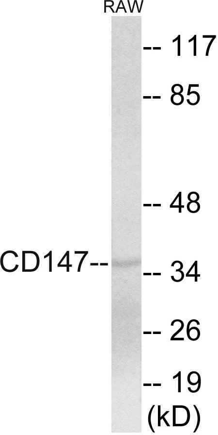 CD147 Cell Based ELISA Kit (A103144-96)