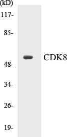 CDK8 Cell Based ELISA Kit (A103520-96)