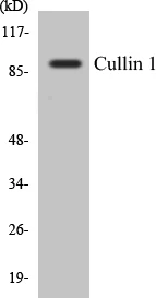 Cullin 1 Cell Based ELISA Kit (A103392-96)