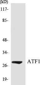 ATF1 Cell Based ELISA Kit (A103217-96)