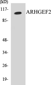 ARHGEF2 Cell Based ELISA Kit (A102972-96)