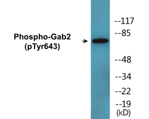 Gab2 (phospho Tyr643) Cell Based ELISA Kit (A102269-296)