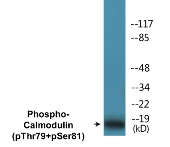 Calmodulin (phospho Thr79 + Ser81) Cell Based ELISA Kit (A102069-296)