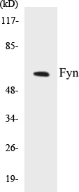 Fyn Cell Based ELISA Kit (A103330-96)