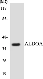 ALDOA Cell Based ELISA Kit (A103136-96)