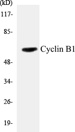 Cyclin B1 Cell Based ELISA Kit (A102930-96)