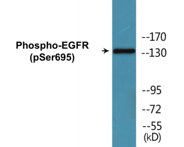 EGFR (phospho Ser695) Cell Based ELISA Kit (A102345-296)