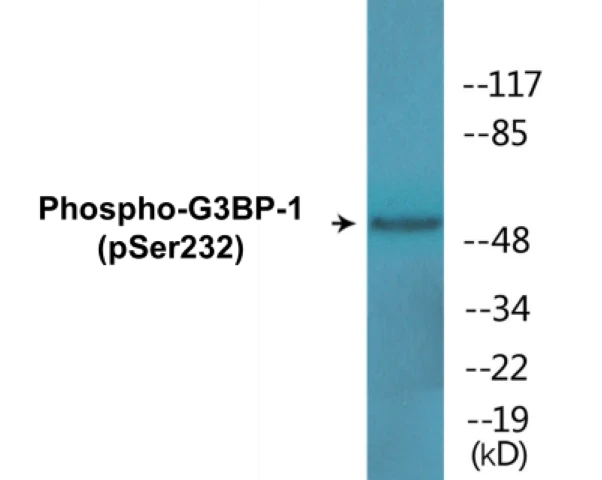 G3BP-1 (phospho Ser232) Cell Based ELISA Kit (A102602-296)