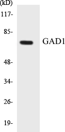 GAD1 Cell Based ELISA Kit (A103235-96)