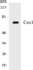 Cox1 Cell Based ELISA Kit (A103714-96)