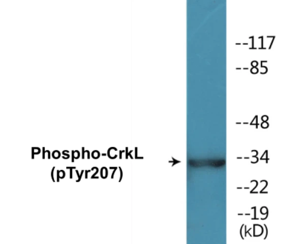 CrkL (phospho Tyr207) Cell Based ELISA Kit (A102253-296)