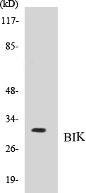 BIK Cell Based ELISA Kit (A103743-96)