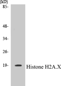 Histone H2A.X Cell Based ELISA Kit (A102838-96)