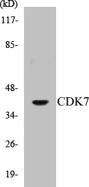 CDK7 Cell Based ELISA Kit (A103519-96)