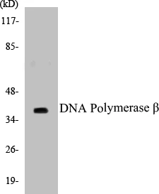 DNA Polymerase beta Cell Based ELISA Kit (A102806-96)