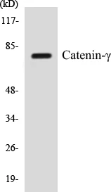 Catenin gamma Cell Based ELISA Kit (A102842-96)