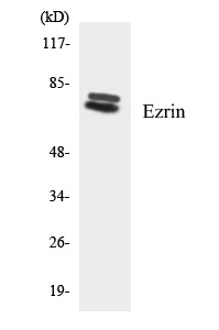 Ezrin Cell Based ELISA Kit (A103127-96)