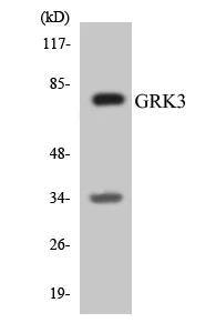 GRK3 Cell Based ELISA Kit (A103282-96)