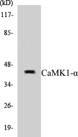 CaMK1 alpha Cell Based ELISA Kit (A102868-96)