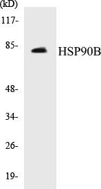 HSP90B Cell Based ELISA Kit (A102999-96)