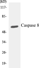 Caspase 8 Cell Based ELISA Kit (A102914-96)