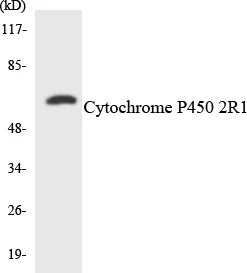 Cytochrome P4502R1 Cell Based ELISA Kit (A103359-96)