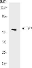 ATF7 Cell Based ELISA Kit (A103504-96)