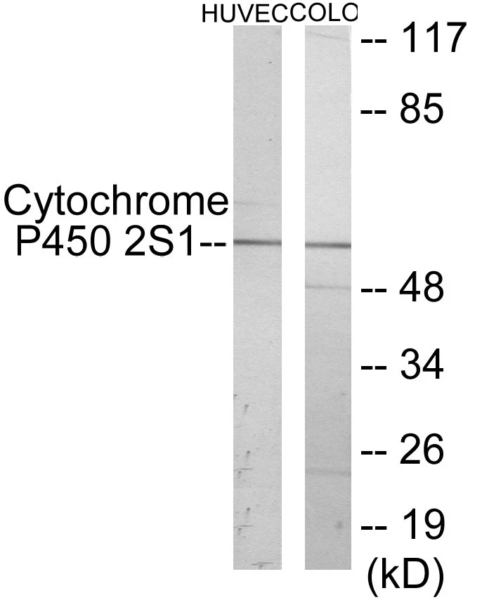 Cytochrome P45 02S1 Cell Based ELISA Kit (A103358-96)