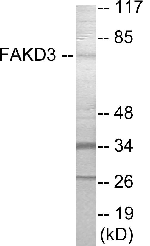 FAKD3 Cell Based ELISA Kit (A103698-96)