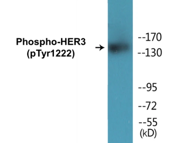 HER3 (phospho Tyr1222) Cell Based ELISA Kit (A102724-296)