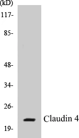 Claudin 4 Cell Based ELISA Kit (A102926-96)