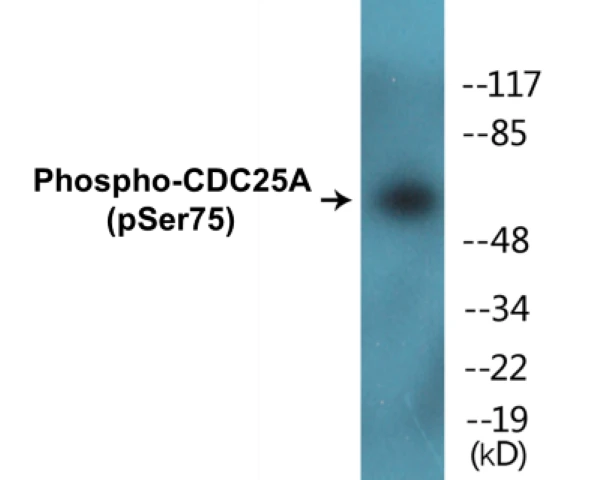 CDC25A (phospho Ser75) Cell Based ELISA Kit (A102195-296)