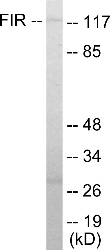 FIR Cell Based ELISA Kit (A103572-96)