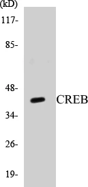 CREB Cell Based ELISA Kit (A103228-96)